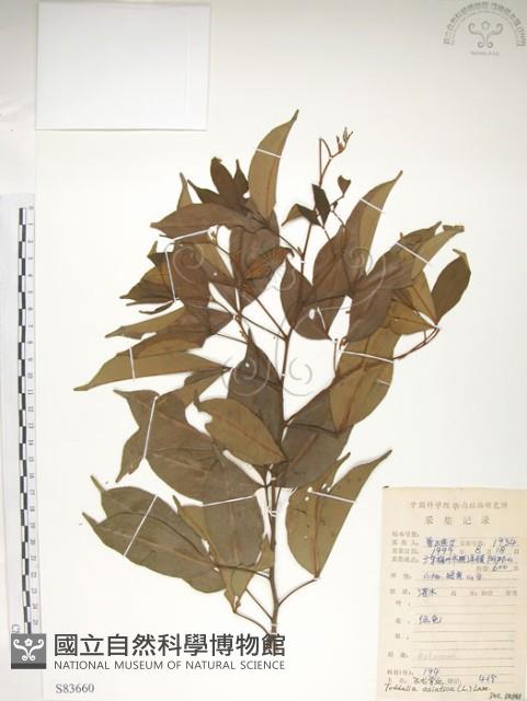 飛龍掌血藏品圖，第1張