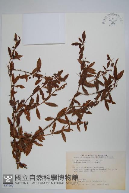 南湖小蘗藏品圖，第1張