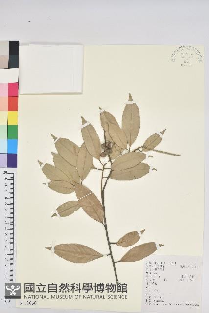 金毛石櫟藏品圖，第1張