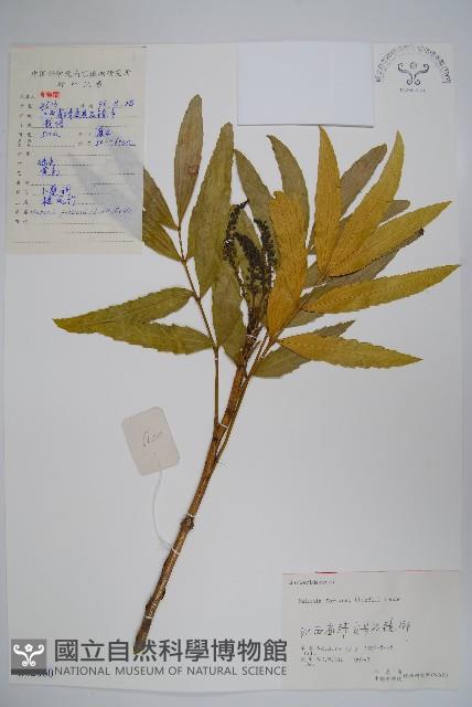 細葉十大功勞藏品圖，第1張