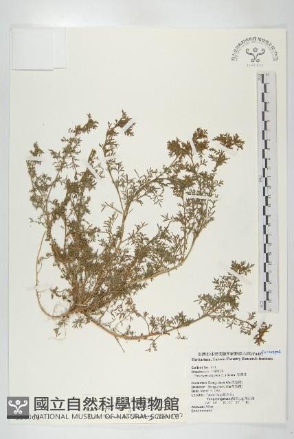 臭濱芥、臭薺藏品圖，第1張