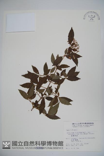 狹葉莢迷藏品圖，第1張