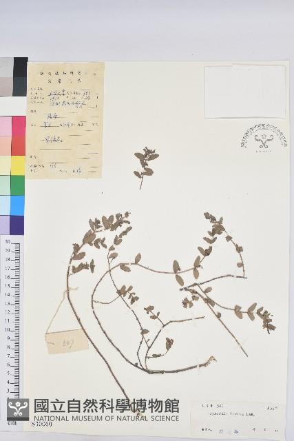 通奶草藏品圖，第1張