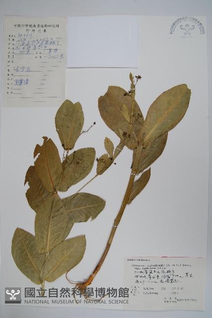 紫花合掌消藏品圖，第1張