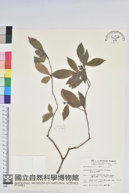 南仁五月茶藏品圖，第1張