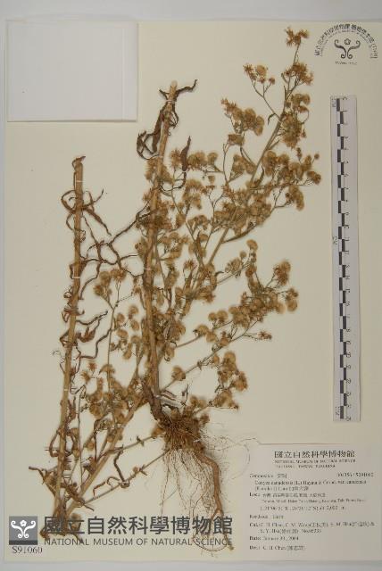 加拿大蓬藏品圖，第1張