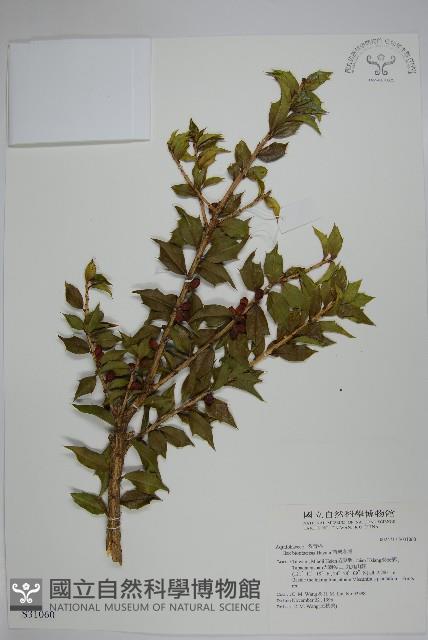 苗栗冬青藏品圖，第1張