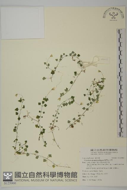 阿里山卷耳藏品圖，第1張