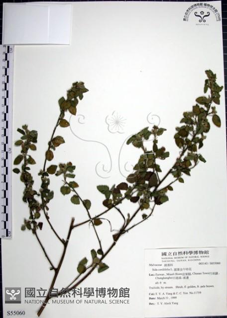 圓葉金午時花藏品圖，第1張