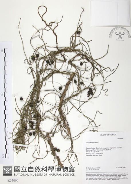 無根草藏品圖，第1張