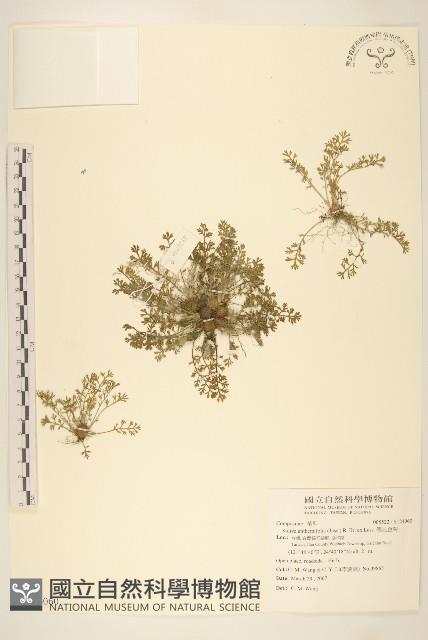 假吐金菊藏品圖，第1張