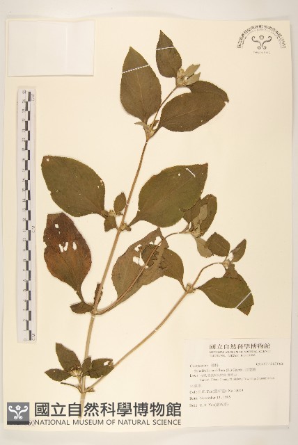 金腰箭藏品圖，第1張