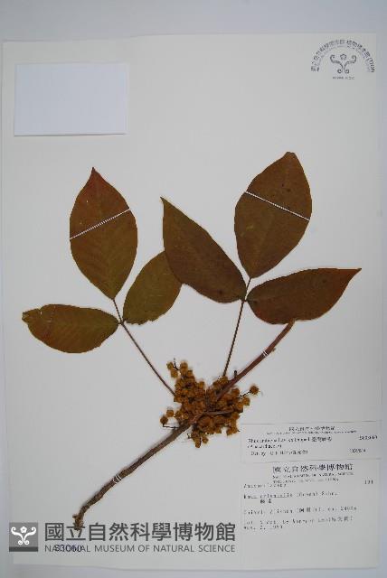 臺灣藤漆藏品圖，第1張