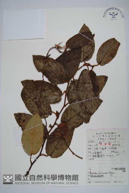 棕毛獼猴桃藏品圖，第1張