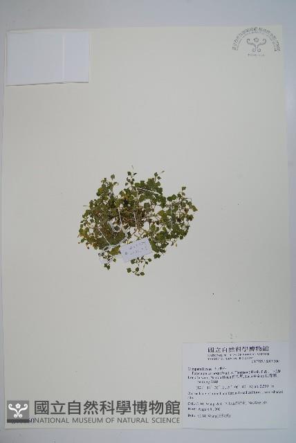 山桔梗藏品圖，第1張