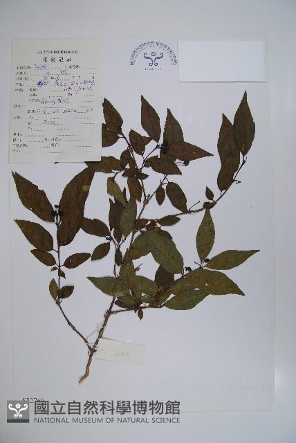 柳葉忍冬藏品圖，第1張