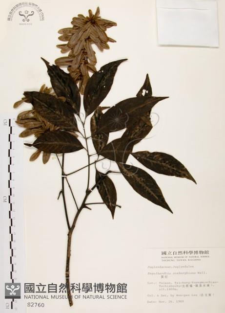 黃杞藏品圖，第1張