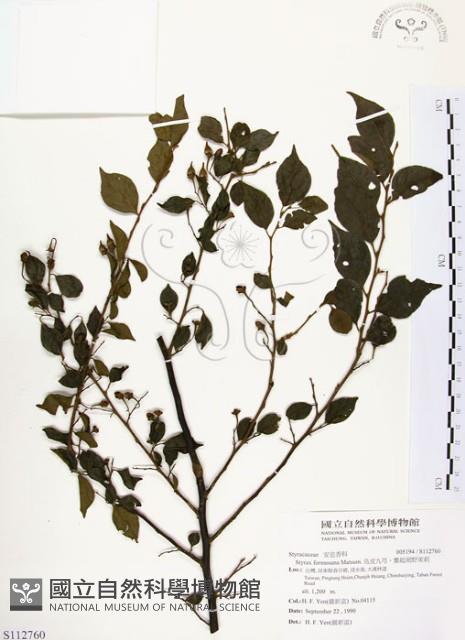 烏皮九芎、奮起湖野茉莉藏品圖，第1張