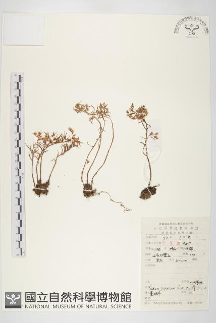 佛甲草藏品圖，第1張