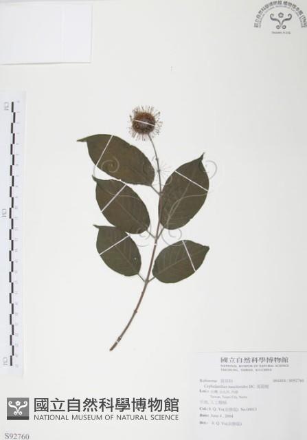 風箱樹藏品圖，第1張