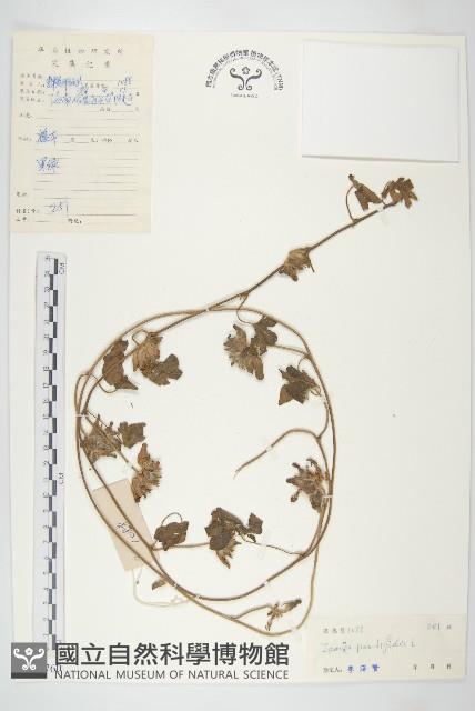 九爪藤藏品圖，第1張