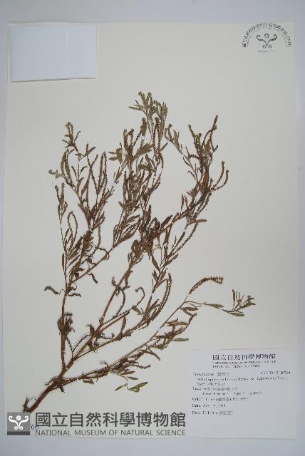 伏毛天芹菜藏品圖，第1張