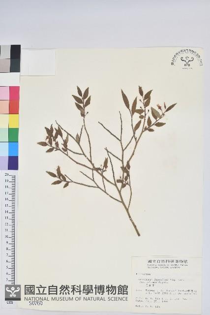 毛蕊花藏品圖，第1張