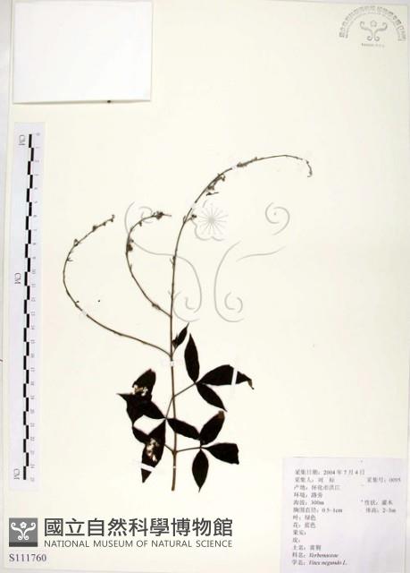 黃荊藏品圖，第1張