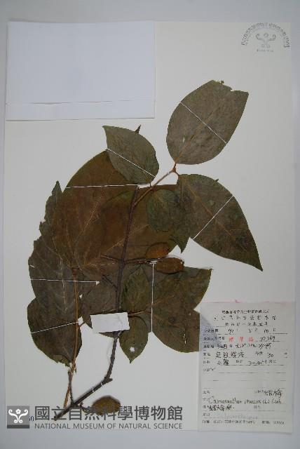 Wintersweet Collection Image, Figure 1, Total 2 Figures