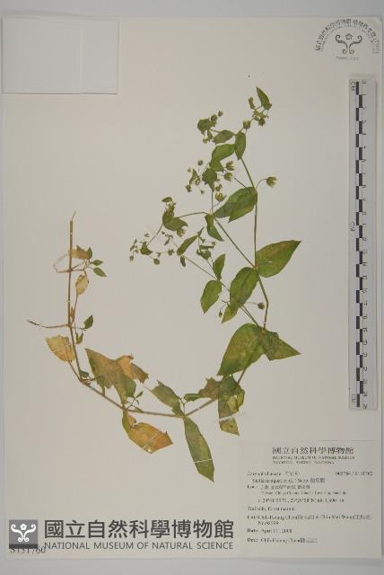 鵝兒腸藏品圖，第1張