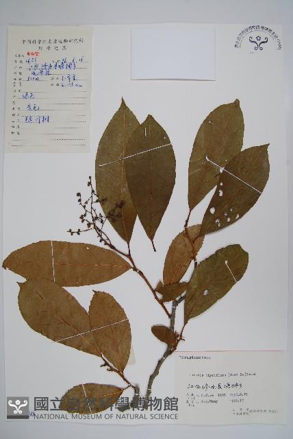 厚殼樹藏品圖，第1張