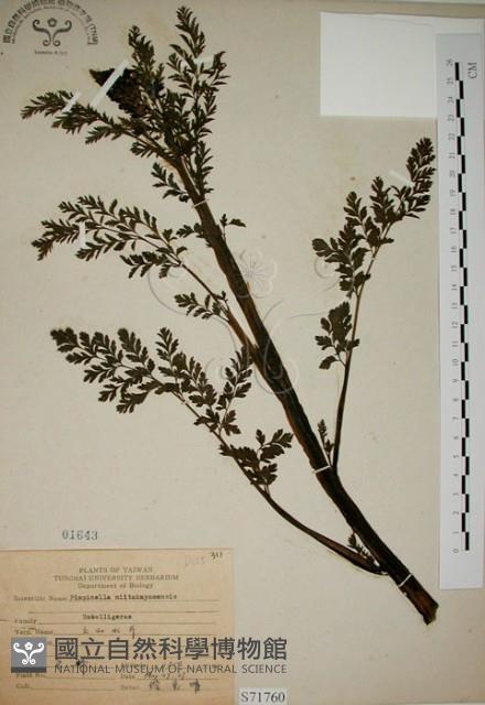 彎果黃菫藏品圖，第1張