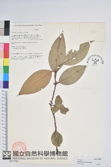 尾葉白珠藏品圖，第1張