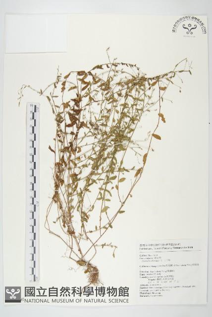 土丁桂藏品圖，第1張