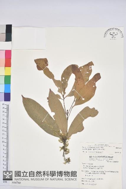 短尾柯、油葉杜、嶺南柯藏品圖，第1張