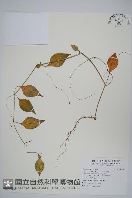 Accession Number:S123760 Collection Image, Figure 1, Total 2 Figures