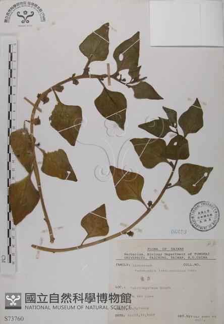 番杏藏品圖，第1張