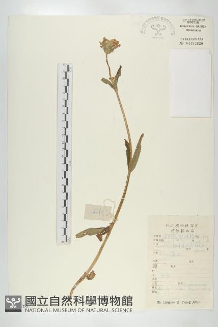 白花刺續斷藏品圖，第1張