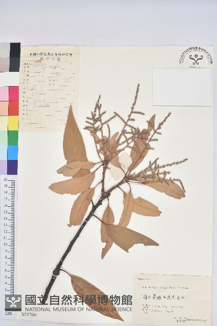 綿柯藏品圖，第1張