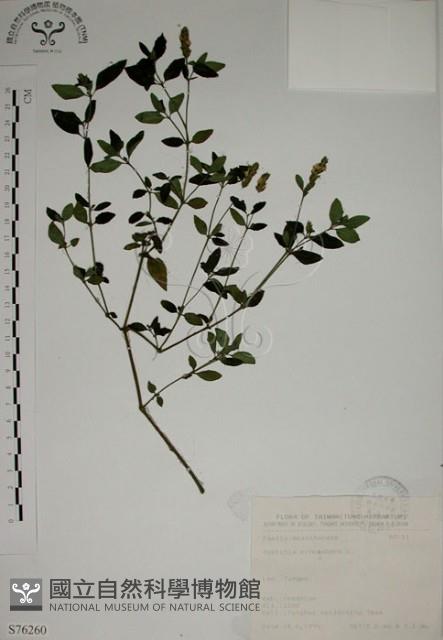 爵床藏品圖，第1張