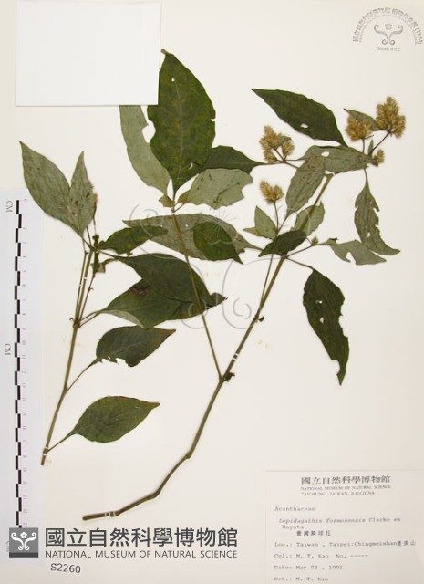 臺灣鱗球花藏品圖，第1張