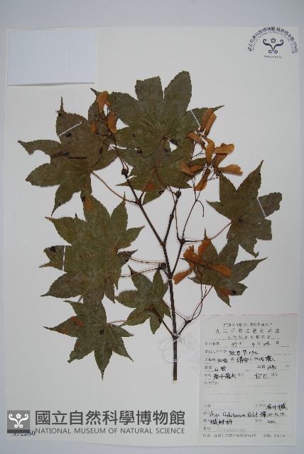扇葉槭藏品圖，第1張