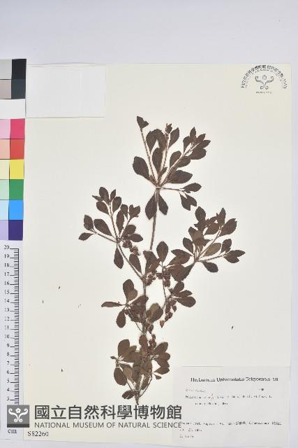 登錄號:S082260藏品圖，第1張