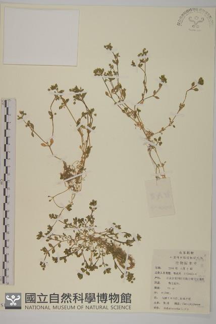 繁縷藏品圖，第1張