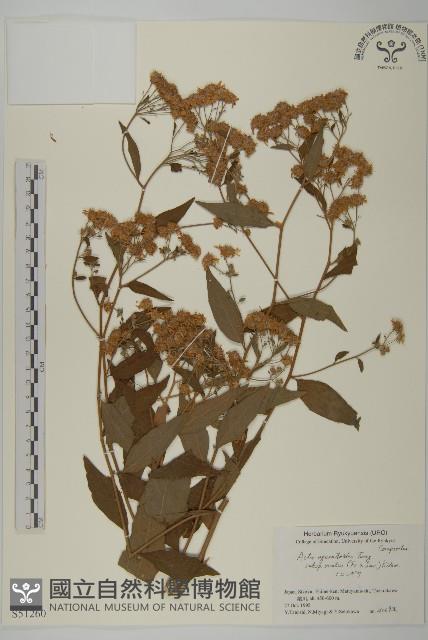 登錄號:S051260藏品圖，第1張