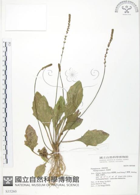 車前草藏品圖，第1張