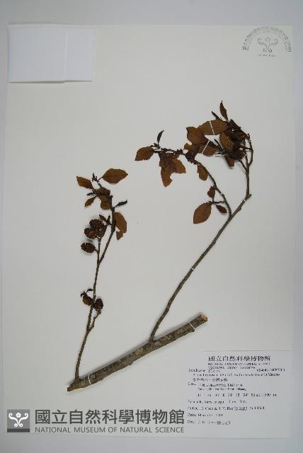 臺灣赤楊、臺灣榿木藏品圖，第1張