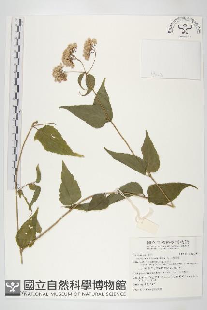 島田氏澤蘭藏品圖，第1張