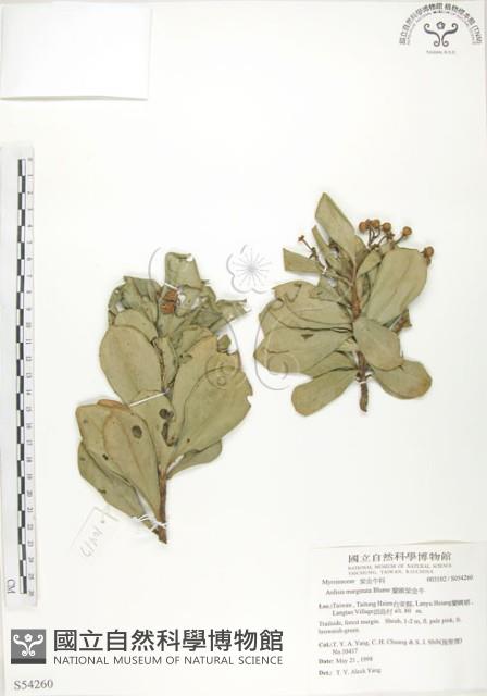 蘭嶼樹杞、蘭嶼紫金牛藏品圖，第1張