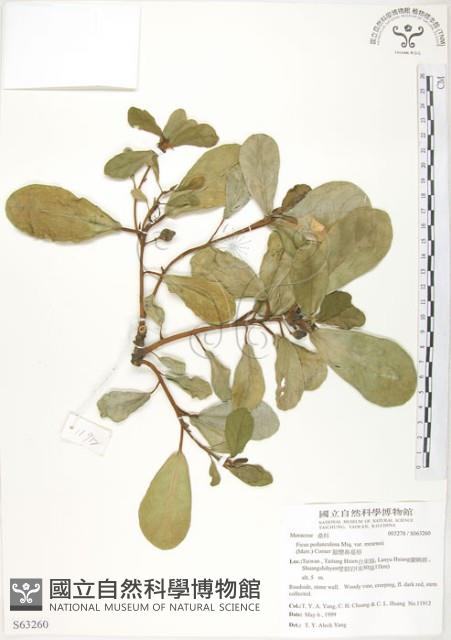 鵝鑾鼻蔓榕藏品圖，第1張